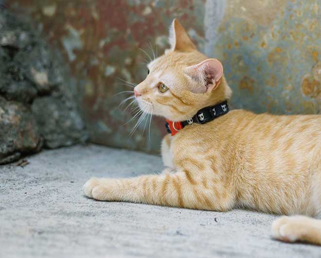 Collar para Gatos "Skull" Zee.Cat