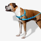 Arnés Anti Tirones "Soft-Walk" Ultimate Blue Zee.Dog