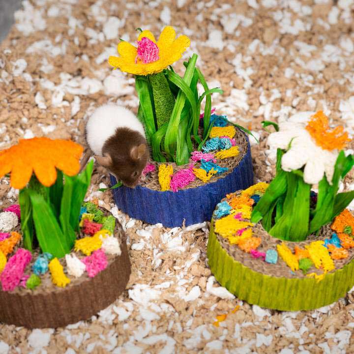 Mini jardín de suculentas