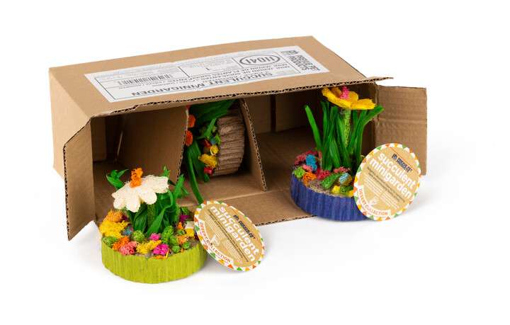 Mini jardín de suculentas