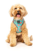Arnés para Perros "Summer Punch" Fuzzyard - XL
