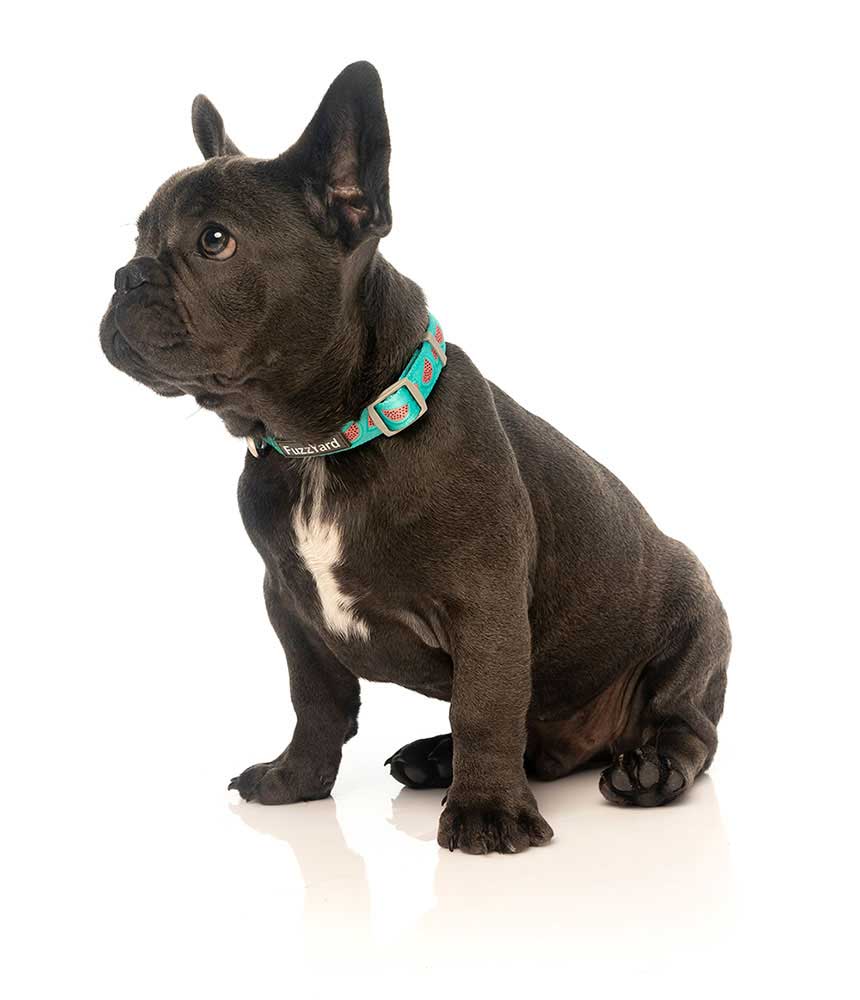 Collar para Perros "Summer Punch" Fuzzyard
