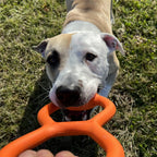Beco Juguete de Goma Natural para Tirar Rubber Tug, juguete naranja en forma de ocho para perros, resistente y flexible