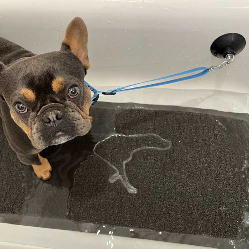 Correa de Baño con Ventosa Tall Tails