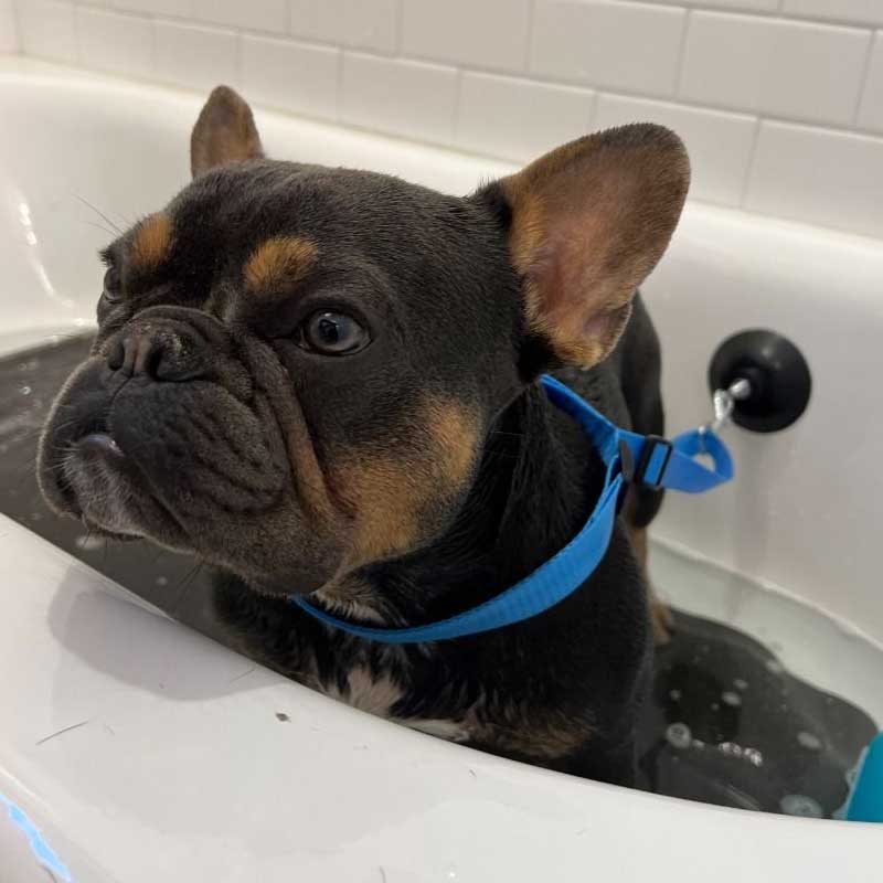 Correa de Baño con Ventosa Tall Tails