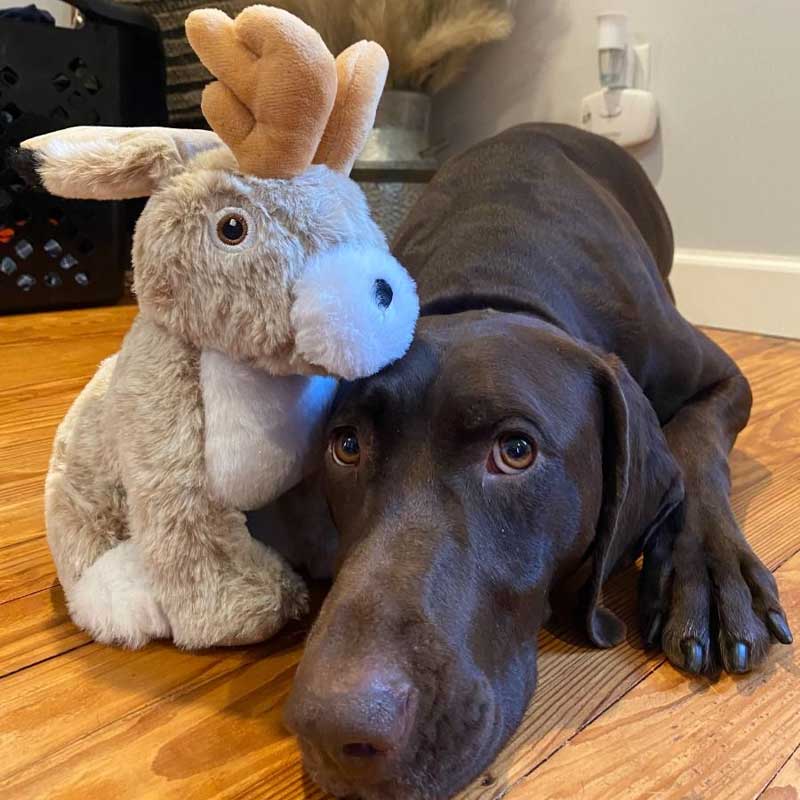 Peluche Jacklope Animado Tall Tails