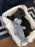 Peluche Foca con sonido Tall Tails