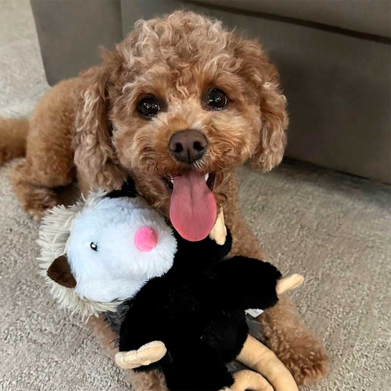 Peluche Zarigueya con Sonido y Cuerda Interior Tall Tails