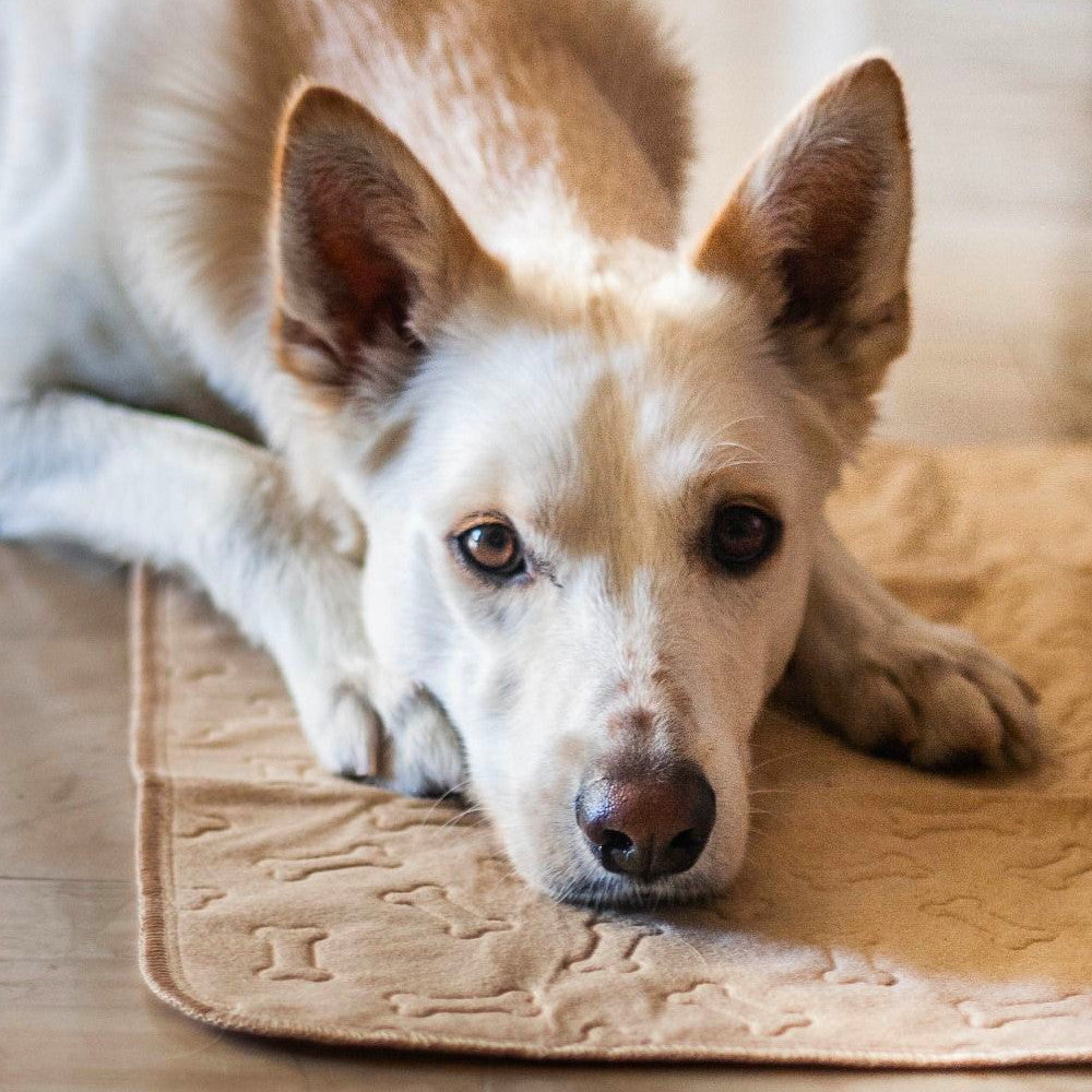 Tapete Absorbente para Perros Tall Tails