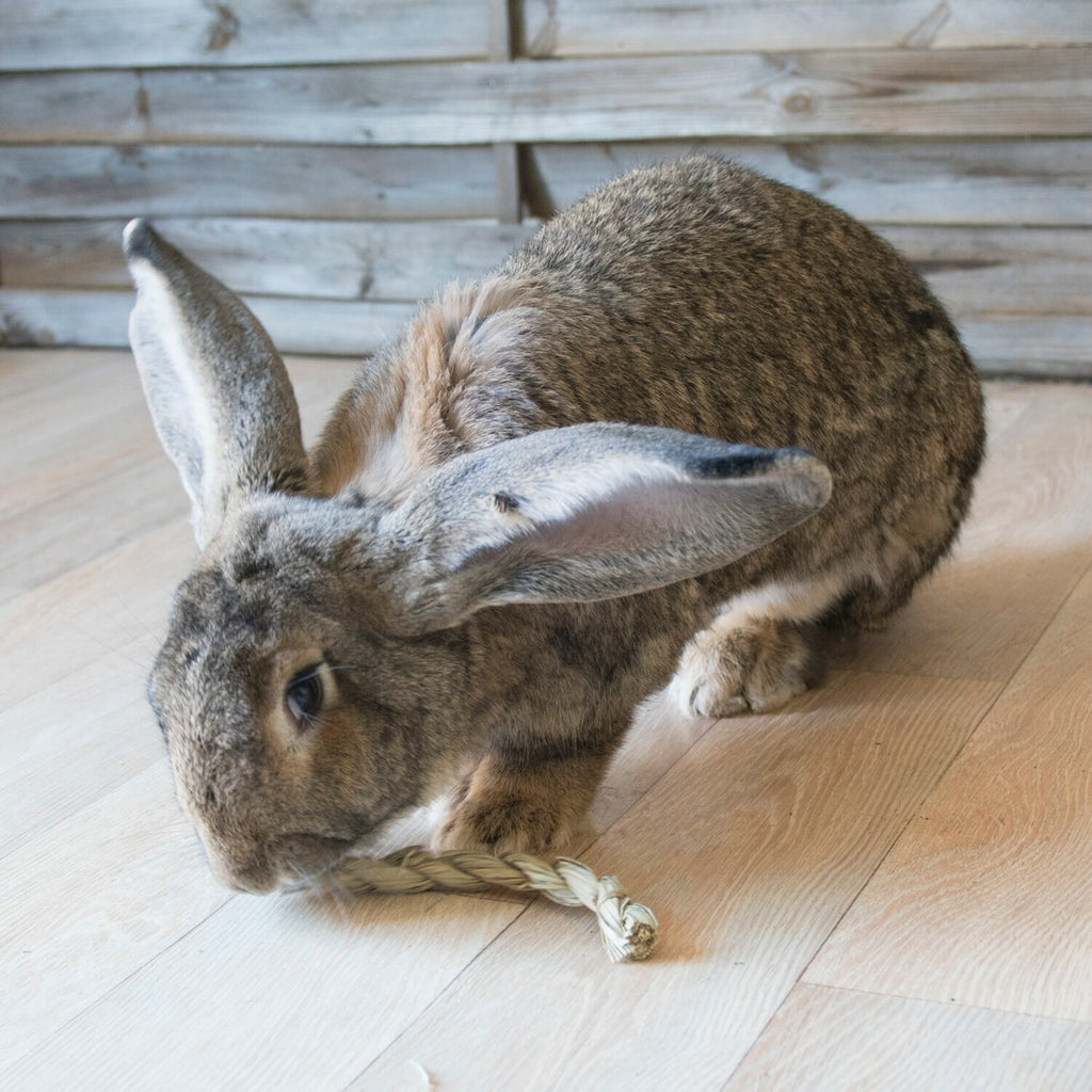 Varas Twists de Heno "Timothy CLUB" 