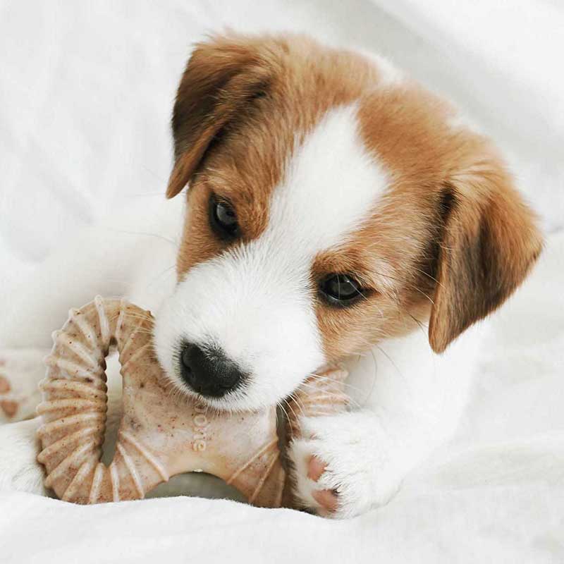 Benebone Cachorro "2 Pack" Tocino