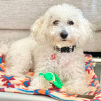 Peluche Tortuga Bebé con Sonido Tall Tails