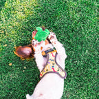 Peluche Tortuga Bebé con Sonido Tall Tails