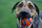 Pack de Pelotas "Ultra Ball Chuckit!" para Perros