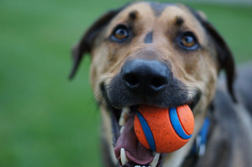 Pack de Pelotas "Ultra Ball Chuckit!" para Perros