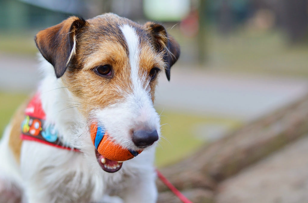 Pack de Pelotas "Ultra Ball Chuckit!" para Perros