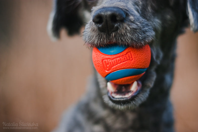 Pack de Pelotas "Ultra Ball Chuckit!" para Perros