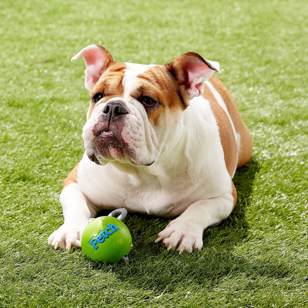 Planet Dog Fetch Ball con Cuerda