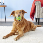 Planet Dog Fetch Ball con Cuerda