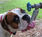 Bebedero Exterior para Llave de Agua 