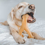 Benebone Wishbone Pollo