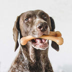 Benebone Wishbone Pollo