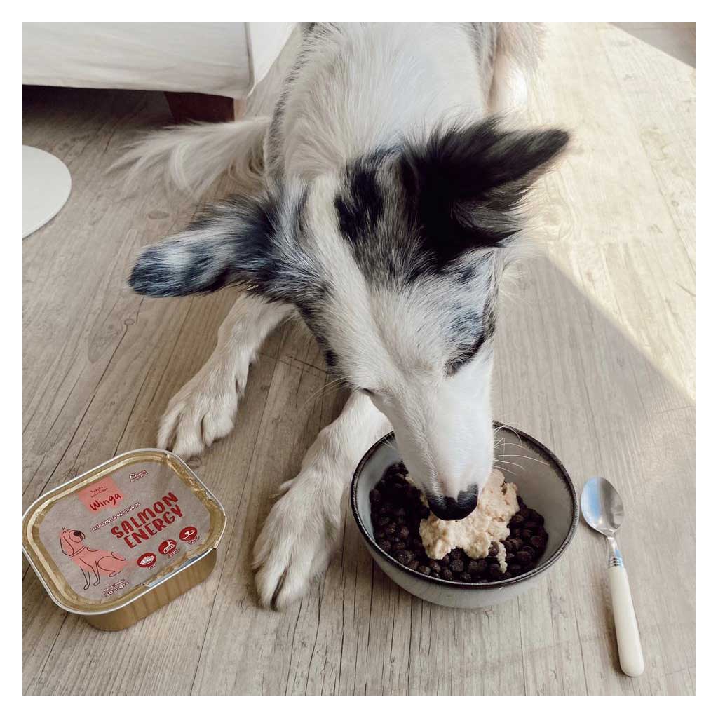 Winga Paté Salmon Energy para Perros 300 g