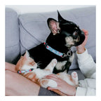Collar Woof Concept "Neko Five O" para Gatos