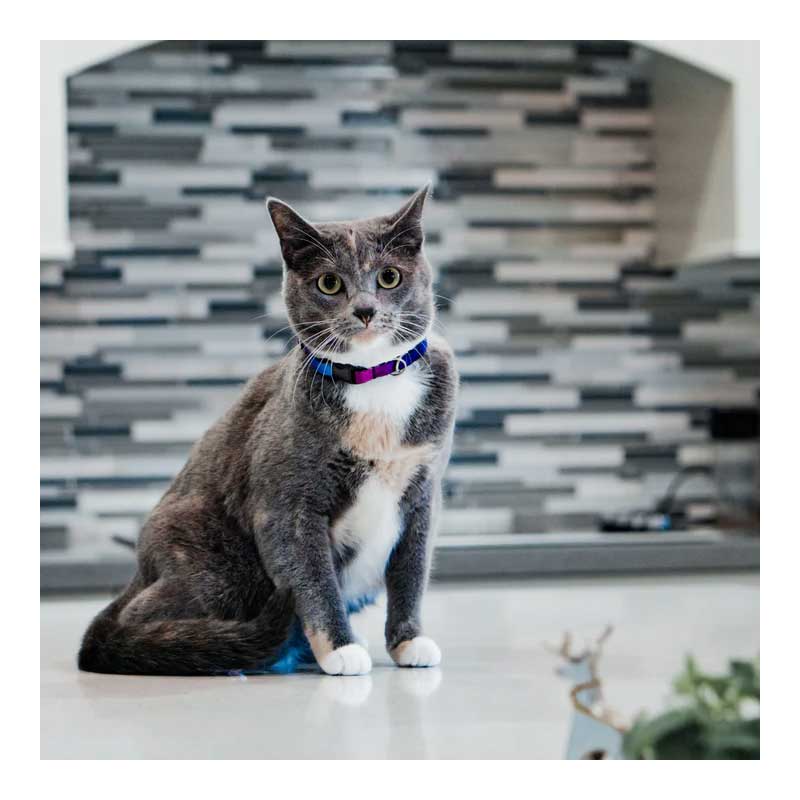 Collar Woof Concept "Neko Mystic" para Gatos