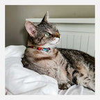 Collar Woof Concept "Neko Polygon II" para Gatos