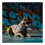 Arnés Woof Concept "Five O" para Perros
