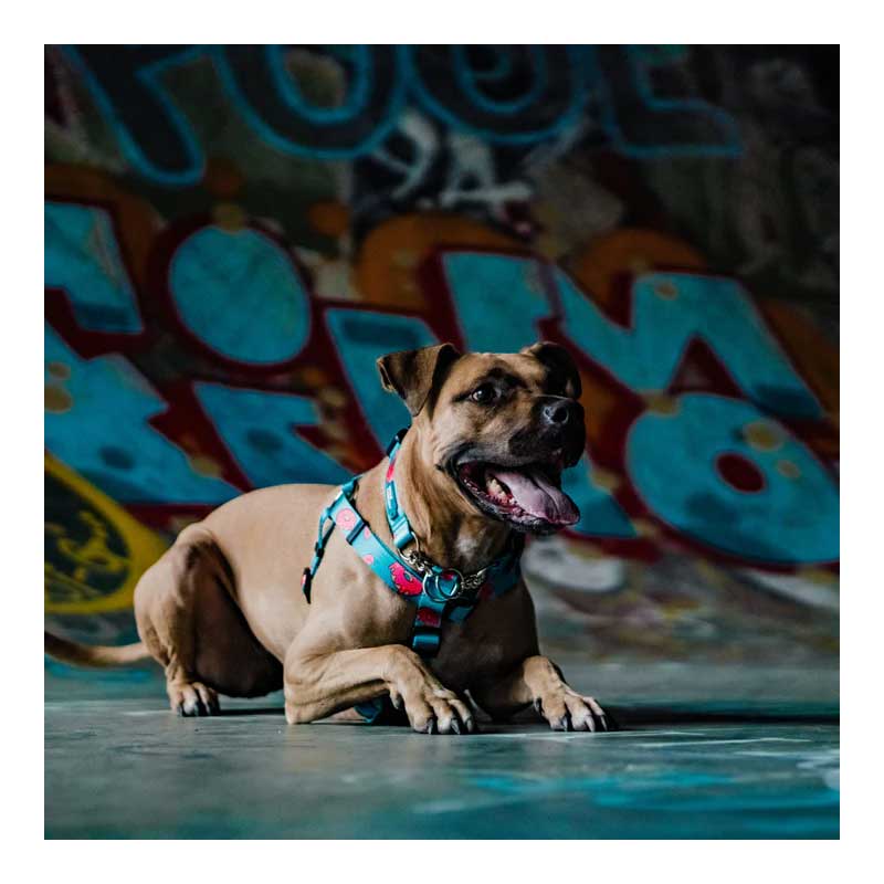 Arnés Woof Concept "Five O" para Perros