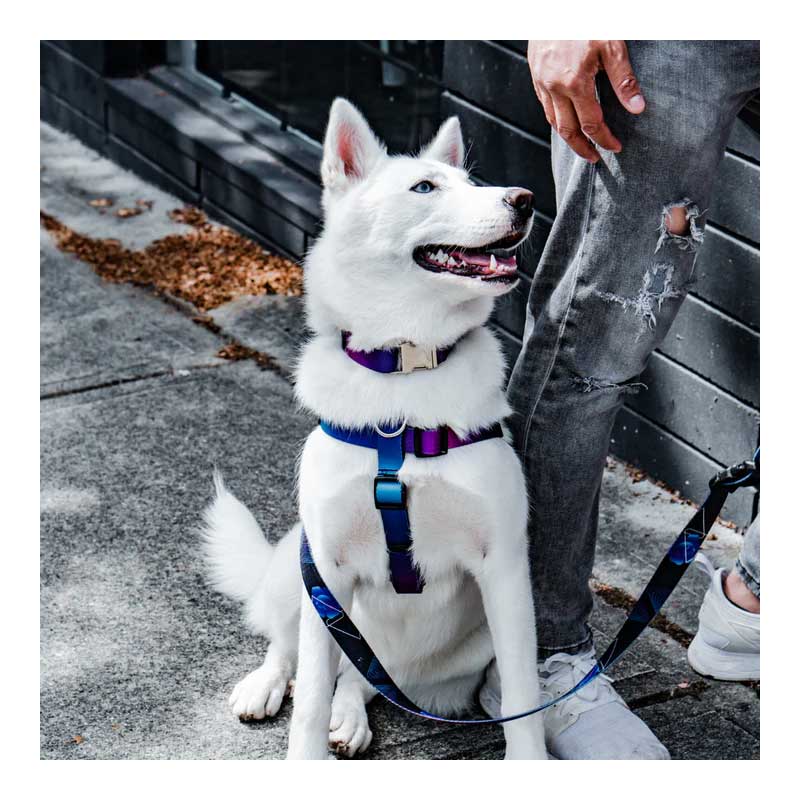Arnés Woof Concept "Mystic" para Perros