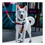 Arnés Woof Concept "Polygon" para Perros
