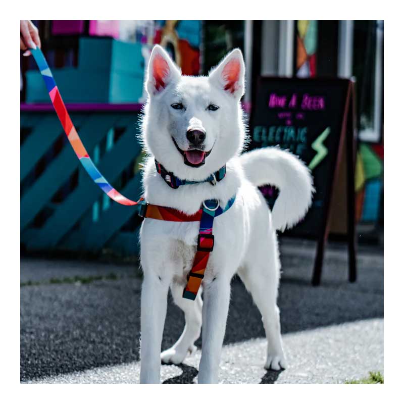 Arnés Woof Concept "Polygon" para Perros