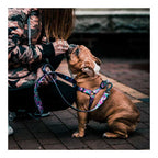 Arnés Woof Concept "Venice" para Perros