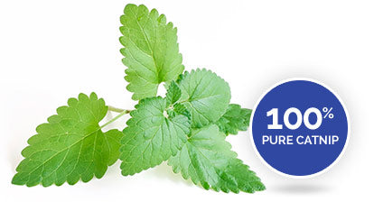 Spray Menta "Xtreme CATNIP" Super Concentrado para Gatos