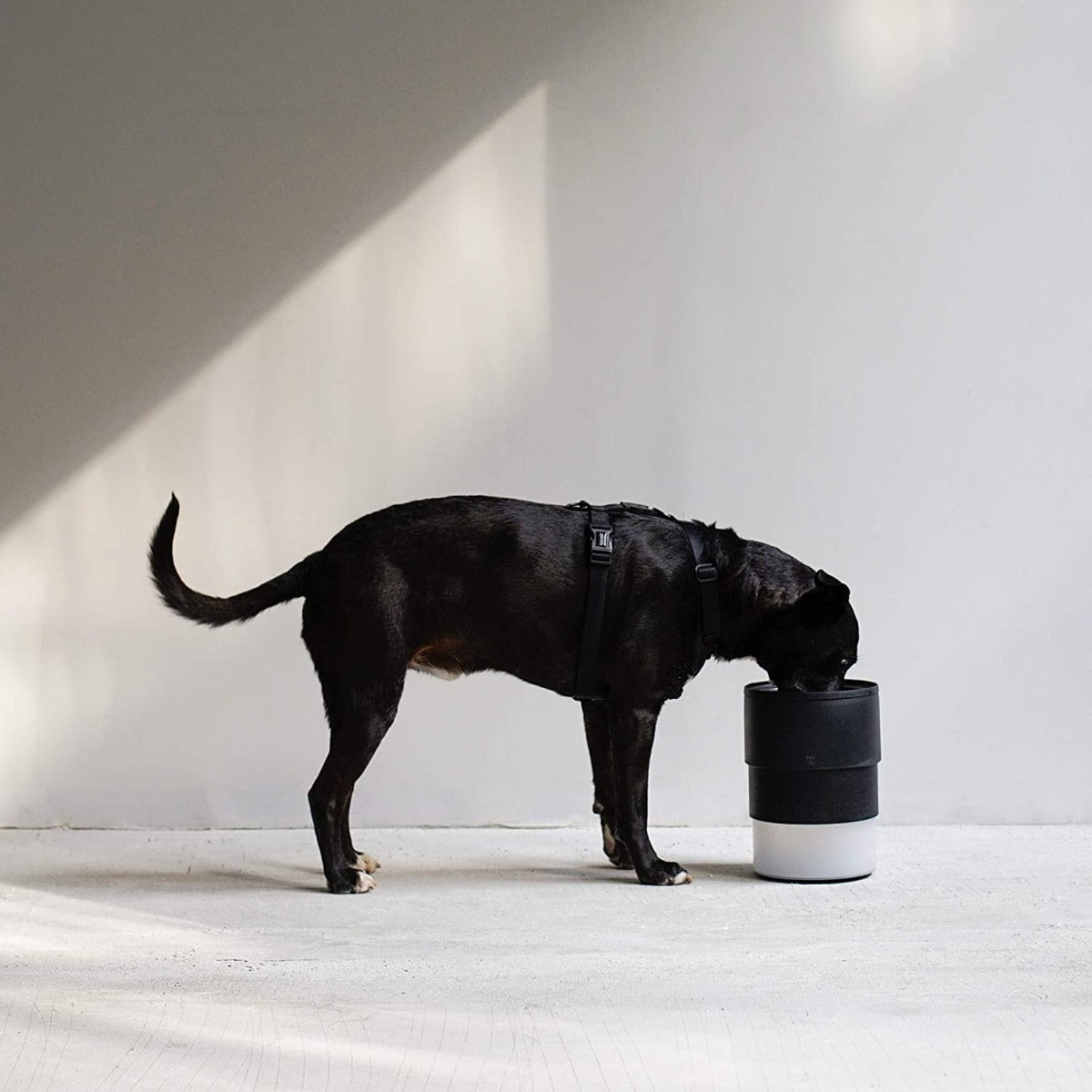 Zee.Bowl Plato Elevado