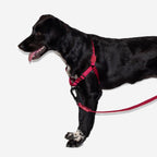 Arnés Anti Tirones "Soft-Walk" Bordeau Zee.Dog