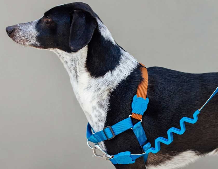 Correa Anti Tirones Ruff "Delta" Zee.Dog