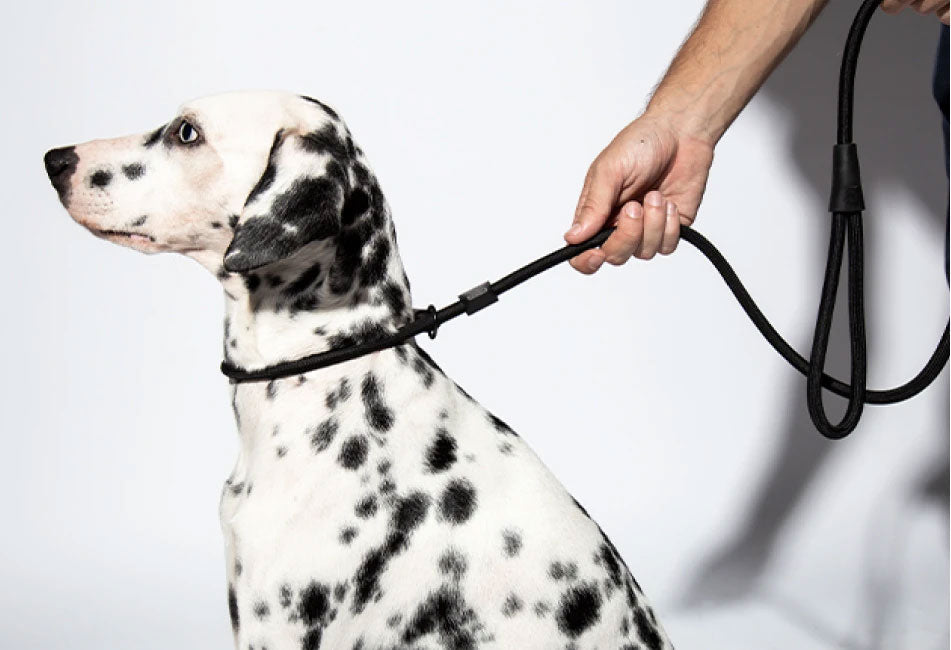 Correa Ajustable "Slip-on" Zee.Dog - Peralta