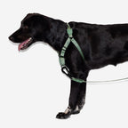Arnés Anti Tirones "Soft-Walk" Army Green Zee.Dog - M