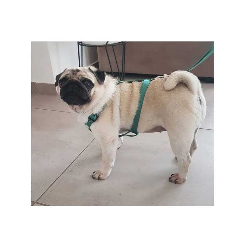 Arnés H Zeus para Perros - Grafito / XL
