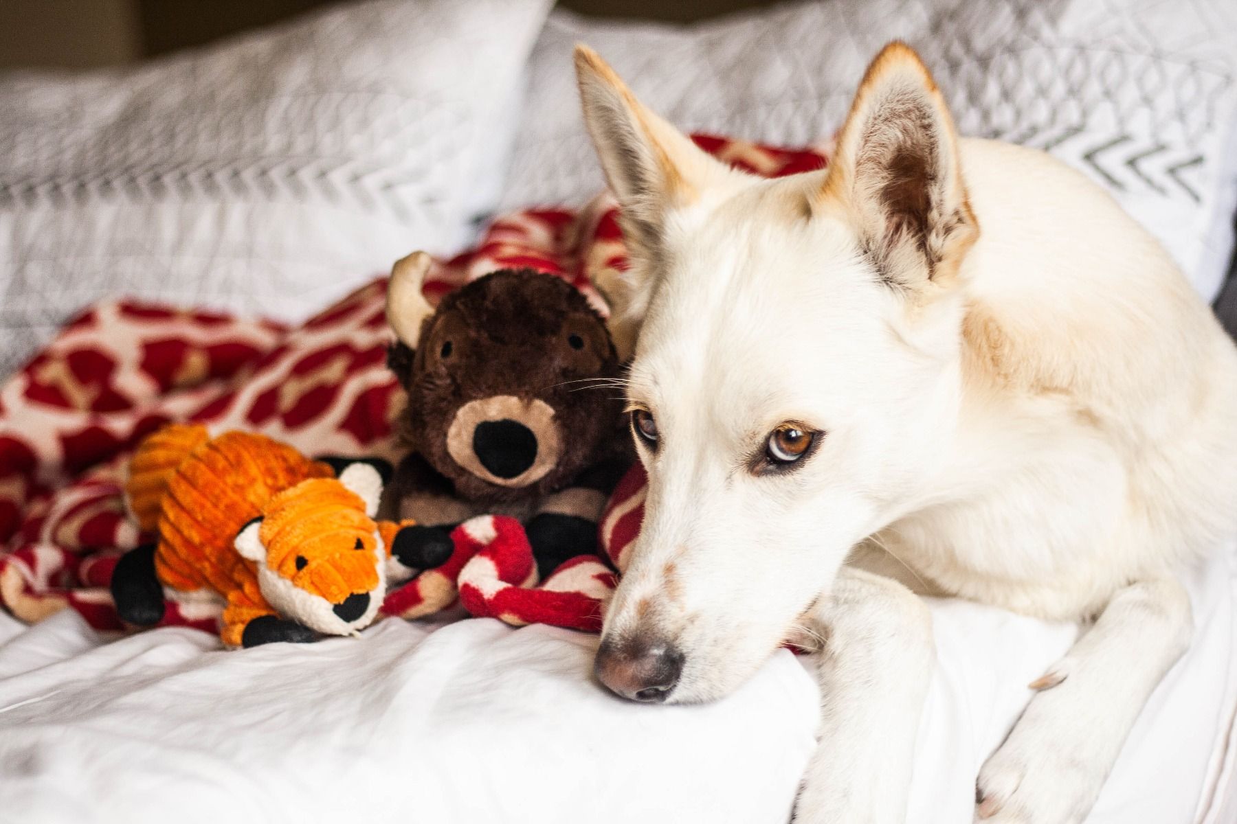 Peluche Zorro con Sonido Tall Tails 